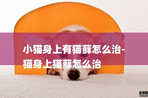 小貓身上有貓蘚怎么治-
貓身上貓蘚怎么治