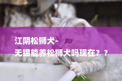 江陰松獅犬-
無錫能養松獅犬嗎現在？？