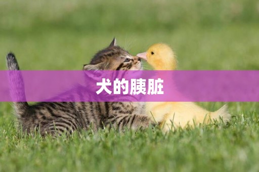 犬的胰臟
