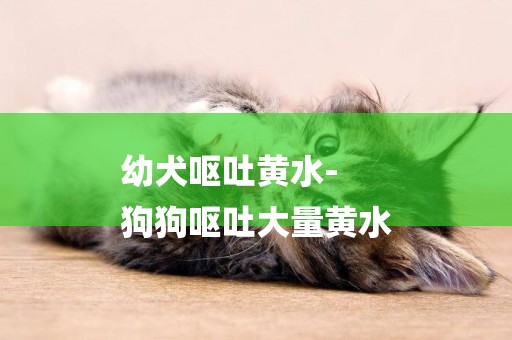 幼犬嘔吐黃水-
狗狗嘔吐大量黃水