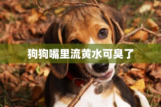 狗狗嘴里流黃水可臭了