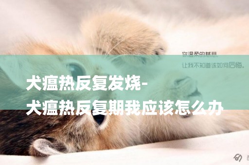 犬瘟熱反復發燒-
犬瘟熱反復期我應該怎么辦