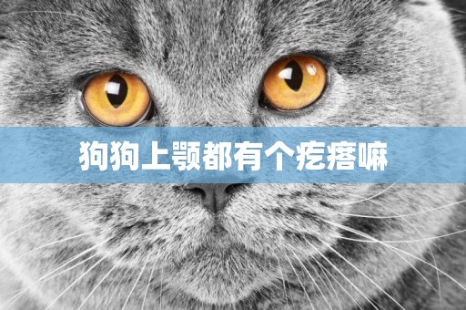 狗狗上顎都有個疙瘩嘛