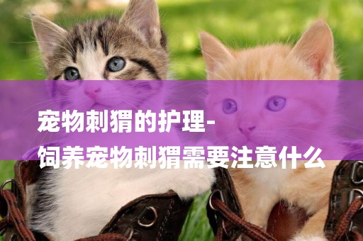 寵物刺猬的護理-
飼養寵物刺猬需要注意什么