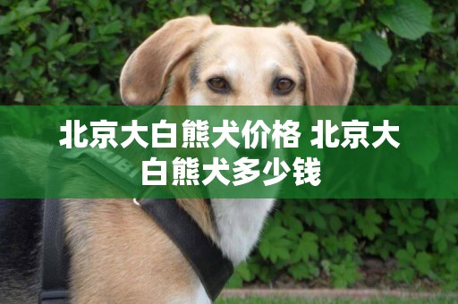 北京大白熊犬價格 北京大白熊犬多少錢