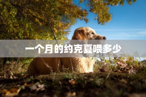 一個月的約克夏喂多少