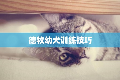 德牧幼犬訓練技巧