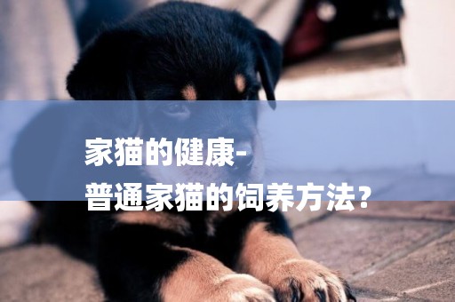 家貓的健康-
普通家貓的飼養方法？