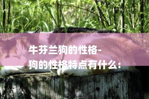 牛芬蘭狗的性格-
狗的性格特點有什么: