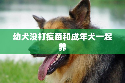 幼犬沒打疫苗和成年犬一起養