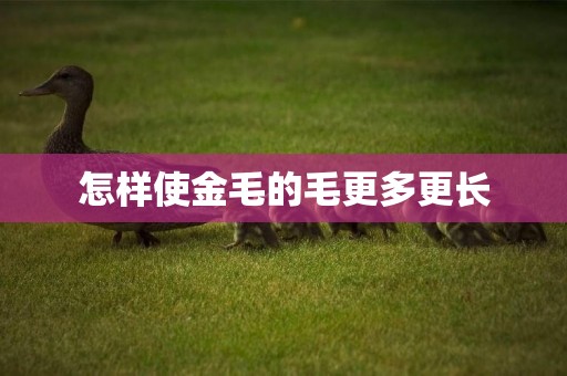 怎樣使金毛的毛更多更長
