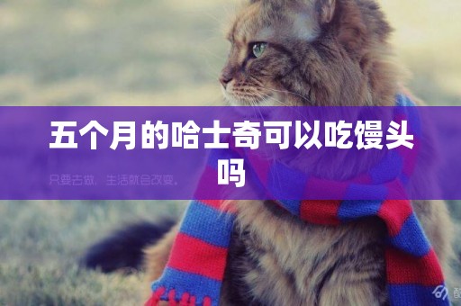 五個月的哈士奇可以吃饅頭嗎