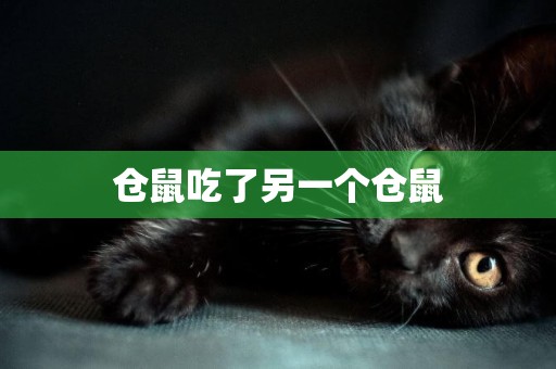 倉鼠吃了另一個倉鼠