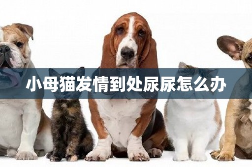 小母貓發情到處尿尿怎么辦
