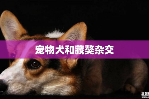 寵物犬和藏獒雜交