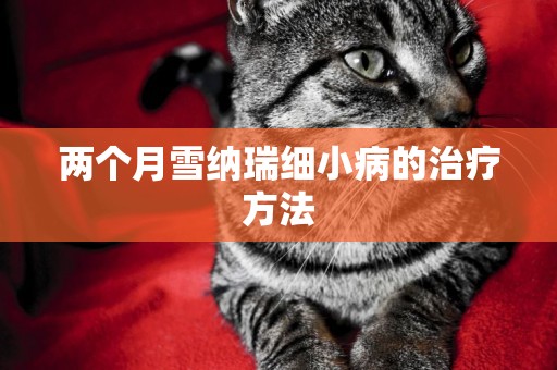 兩個月雪納瑞細小病的治療方法