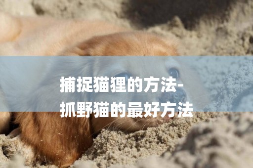 捕捉貓貍的方法-
抓野貓的最好方法