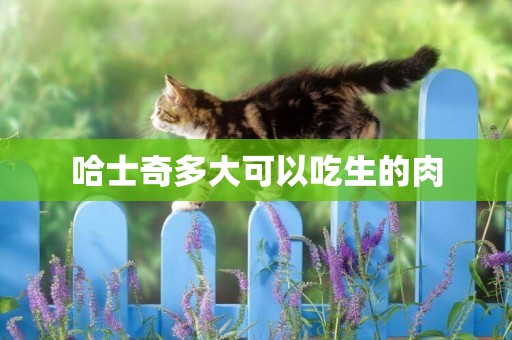 哈士奇多大可以吃生的肉