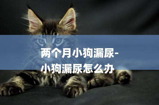 兩個月小狗漏尿-
小狗漏尿怎么辦