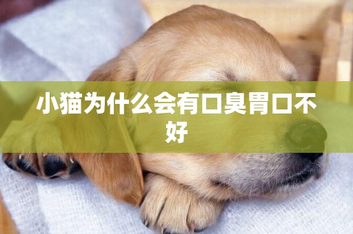 小貓為什么會有口臭胃口不好