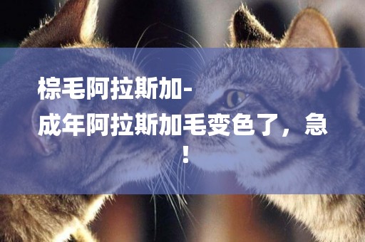 棕毛阿拉斯加-
成年阿拉斯加毛變色了，急！