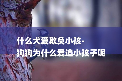 什么犬愛欺負小孩-
狗狗為什么愛追小孩子呢