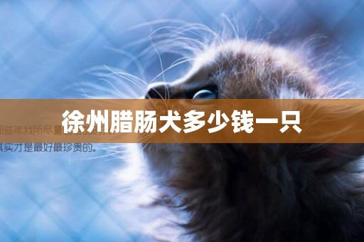 徐州臘腸犬多少錢一只