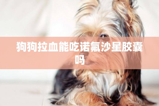 狗狗拉血能吃諾氟沙星膠囊嗎