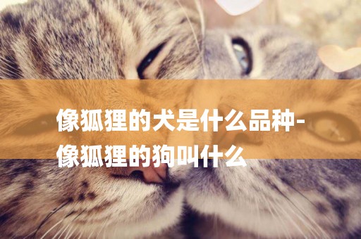像狐貍的犬是什么品種-
像狐貍的狗叫什么