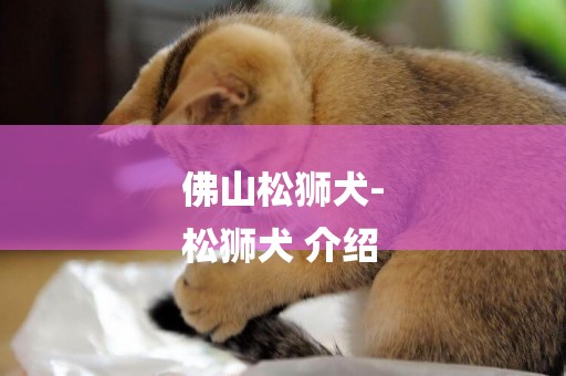 佛山松獅犬-
松獅犬 介紹