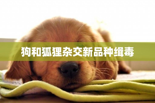 狗和狐貍雜交新品種緝毒