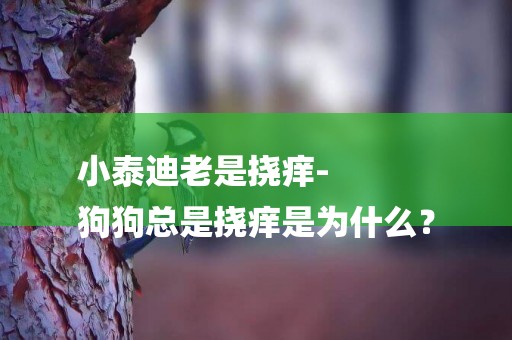 小泰迪老是撓癢-
狗狗總是撓癢是為什么？