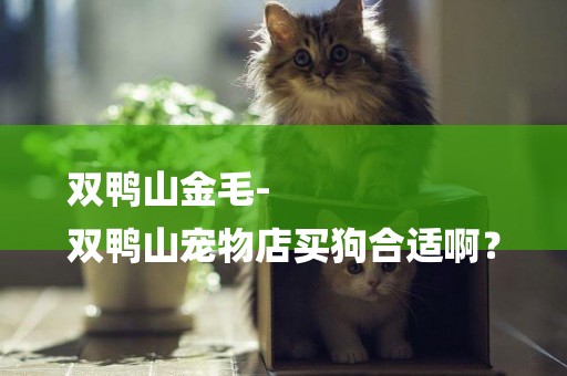 雙鴨山金毛-
雙鴨山寵物店買狗合適啊？