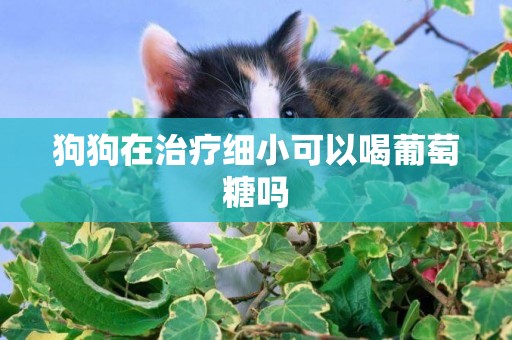狗狗在治療細小可以喝葡萄糖嗎