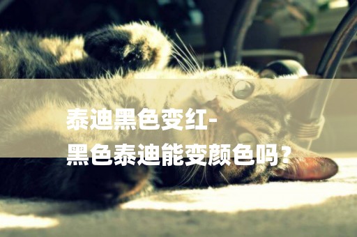 泰迪黑色變紅-
黑色泰迪能變顏色嗎？