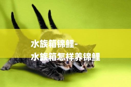 水族箱錦鯉-
水族箱怎樣養錦鯉