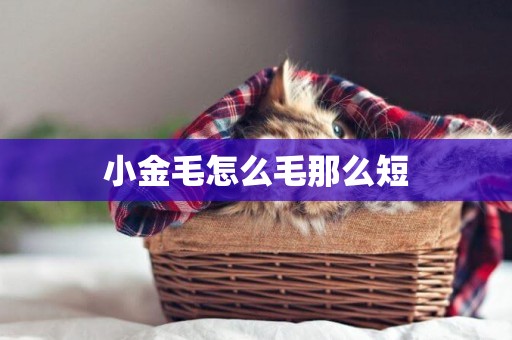 小金毛怎么毛那么短