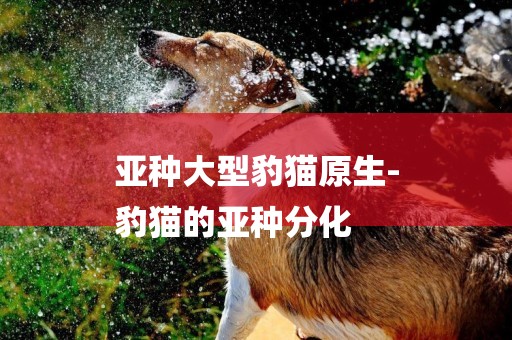 亞種大型豹貓原生-
豹貓的亞種分化