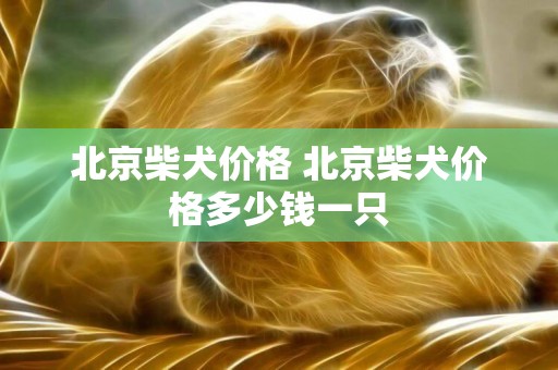 北京柴犬價格 北京柴犬價格多少錢一只