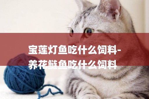 寶蓮燈魚吃什么飼料-
養花鰱魚吃什么飼料