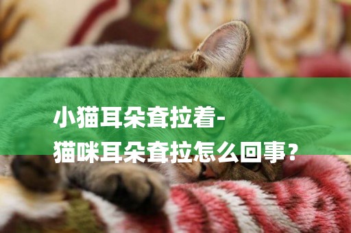 小貓耳朵耷拉著-
貓咪耳朵耷拉怎么回事？