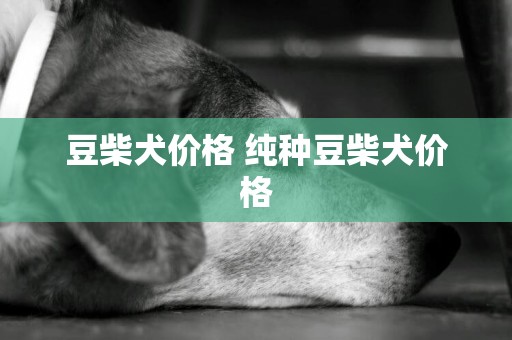 豆柴犬價格 純種豆柴犬價格