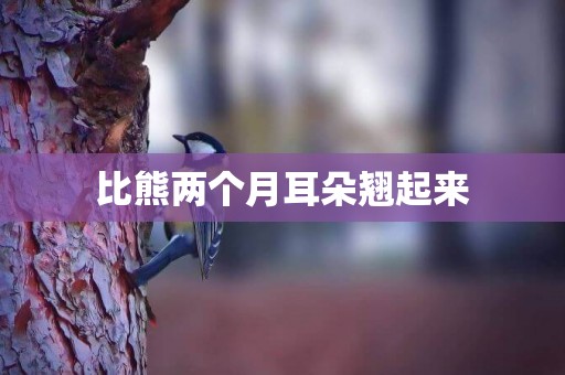 比熊兩個月耳朵翹起來