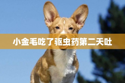 小金毛吃了驅蟲藥第二天吐