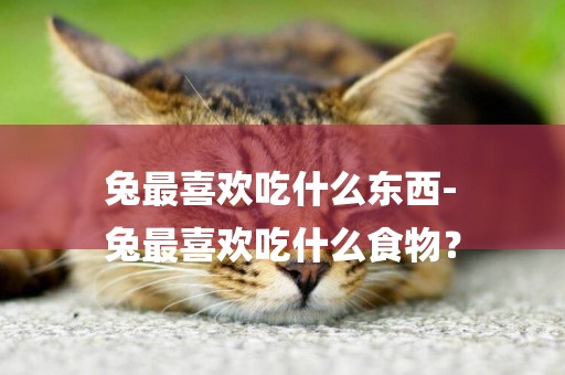 兔最喜歡吃什么東西-
兔最喜歡吃什么食物？