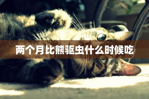 兩個月比熊驅蟲什么時候吃