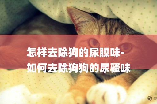 怎樣去除狗的尿臊味-
如何去除狗狗的尿騷味