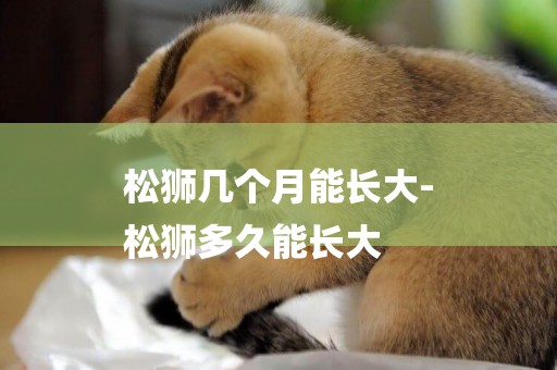 松獅幾個月能長大-
松獅多久能長大