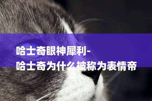 哈士奇眼神犀利-
哈士奇為什么被稱為表情帝