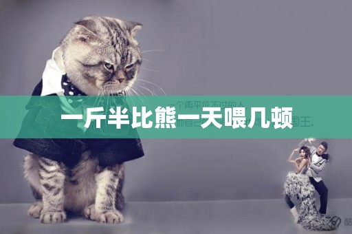 一斤半比熊一天喂幾頓